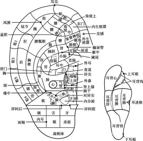 風溪|醫砭 » 中華針灸 » 耳穴定位及主治